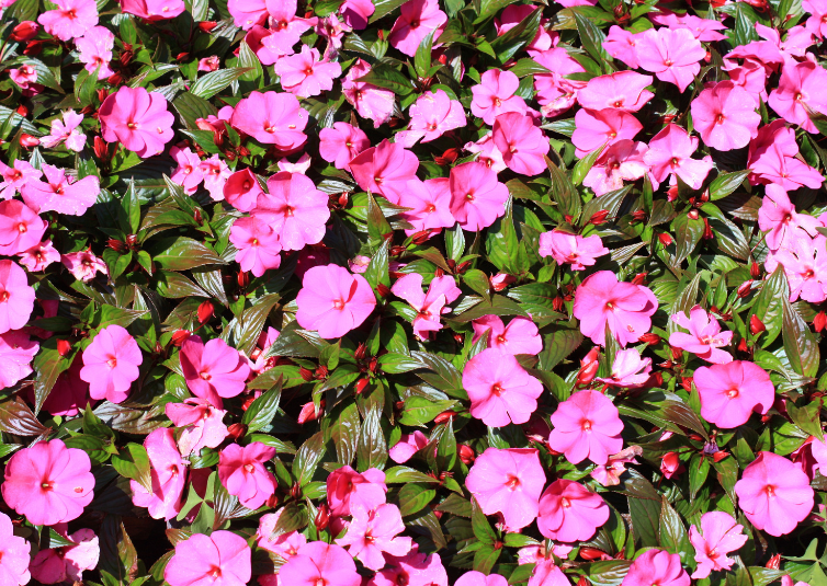 New Guinea Impatiens New Guinea Impatiens