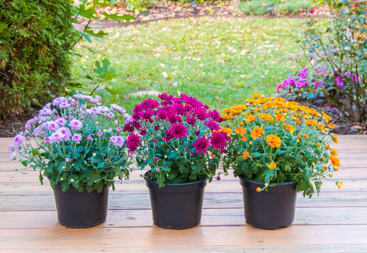 Potted Mums Potted Mums