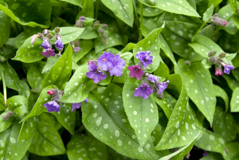 Pulmonaria Plant Care and Growing Tips Close-up of a blooming Pulmonaria plant with pink and blue-violet flowers and silver-spotted green leaves in a shade garden.