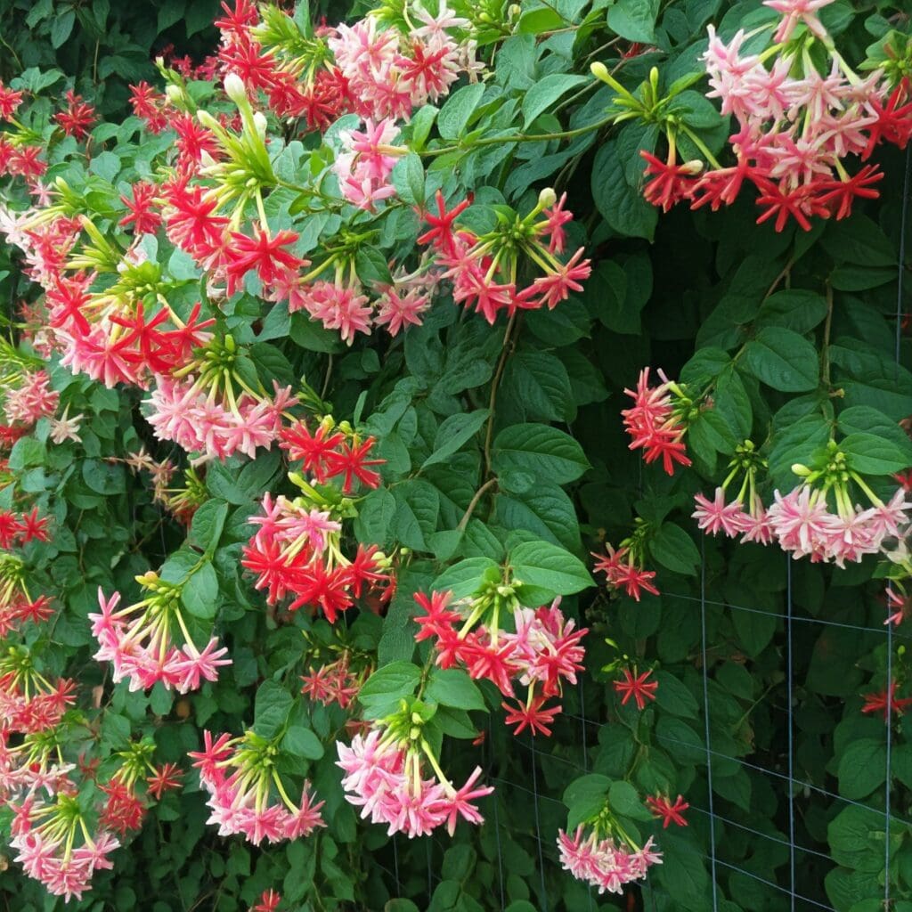 Rangoon Creeper Blooming Rangoon Creeper Blooming