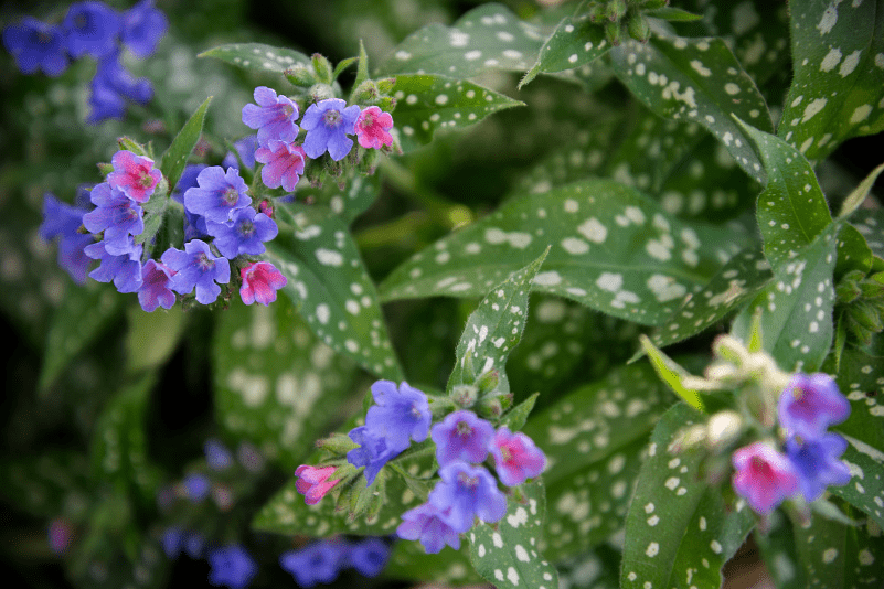Raspberry Splash Lungwort Raspberry Splash Lungwort