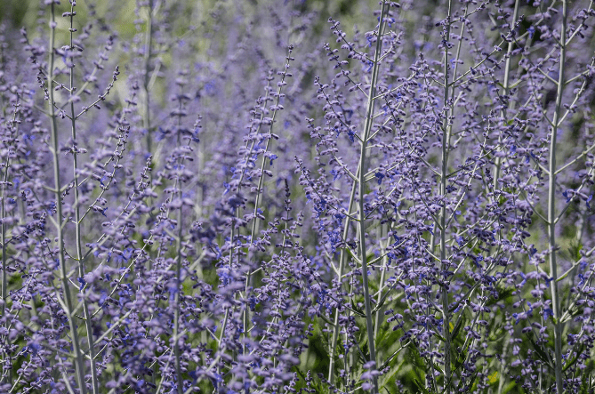 Russian Sage (Perovskia atriplicifolia) Russian Sage (Perovskia atriplicifolia)