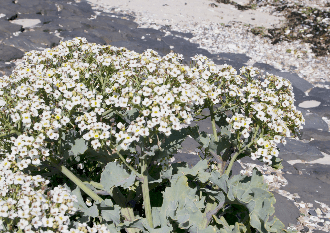 Sea Kale (Crambe maritima) Sea Kale (Crambe maritima)