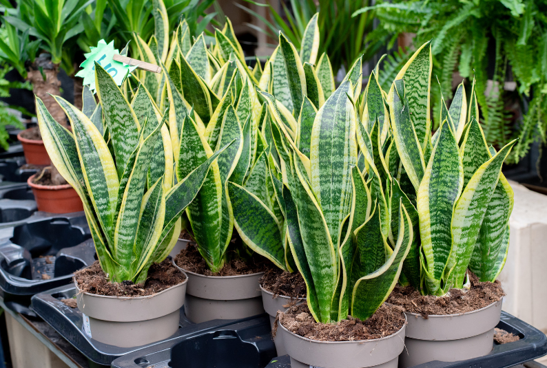Snake Plant Snake Plant