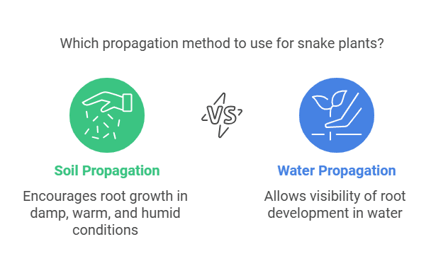 Soil propagating Snake plant Soil propagating Snake plant