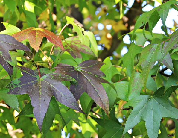 Sweet Gum Liquidambar styraciflua Sweetgum tree leaves and spiky seed balls