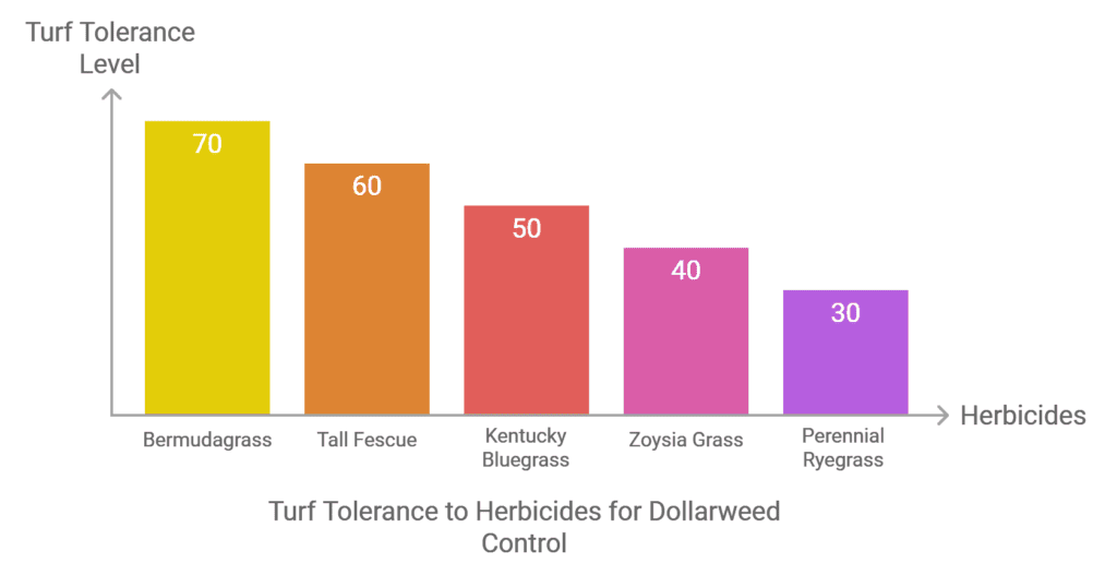 Turf Tolerance to Herbicides for Dollar weed Control Turf Tolerance to Herbicides for Dollar weed Control