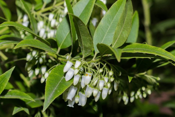 leucothoe axillaris leucothoe axillaris
