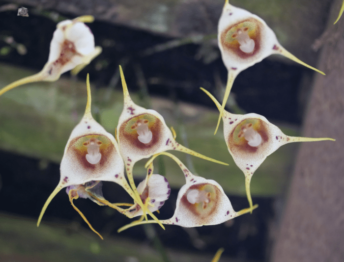 Monkey Orchid Monkey Orchid