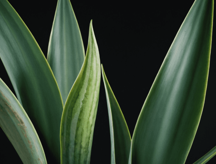 Sansevieria Futura Superba Sansevieria Futura Superba