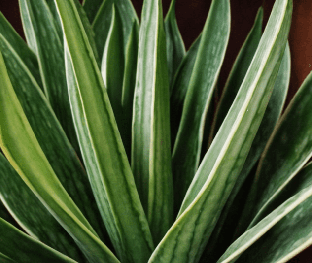 air purifying plant air purifying plant
