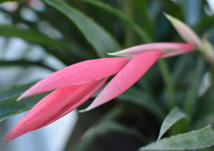 Queen's Tears Plant in Bloom Queen’s Tears bromeliad with arching green leaves and pink blue and green hanging flowers