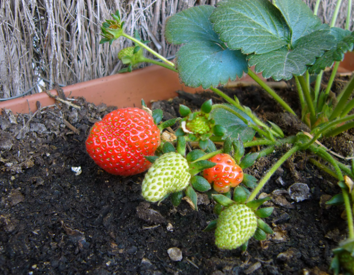 A row of healthy Everbearing Strawberry Plants producing red fruit Close up of Everbearing Strawberry Plants with bright red berries and green leaves