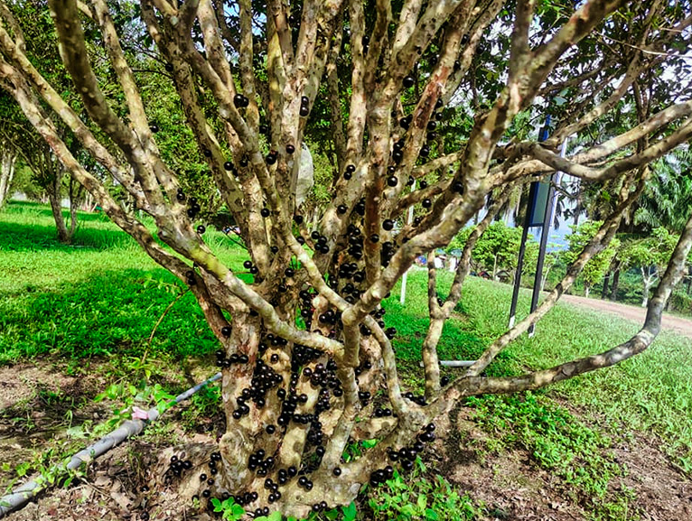 Jaboticaba Tree A healthy Jaboticaba tree with fruit growing directly on the trunk