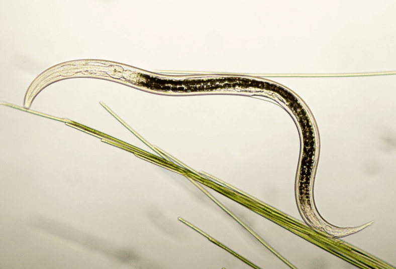 Nematodes Nematodes