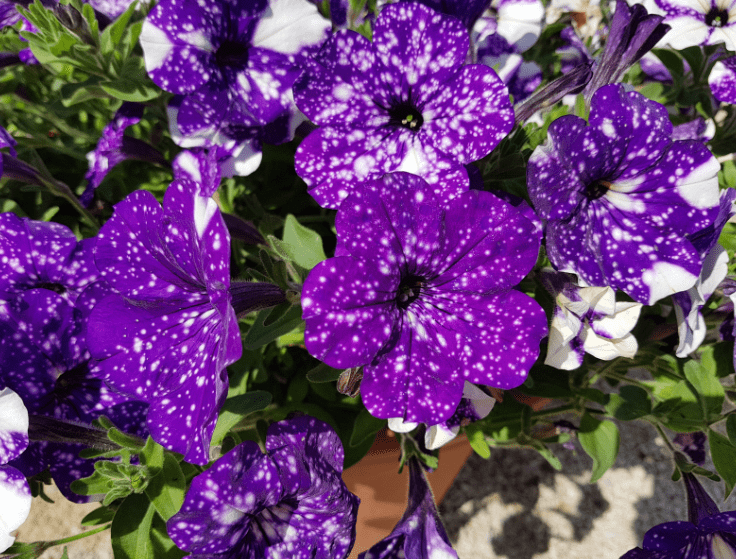 Night Sky Petunia A close-up of vibrant purple Night Sky Petunias covered in white star-like speckles.