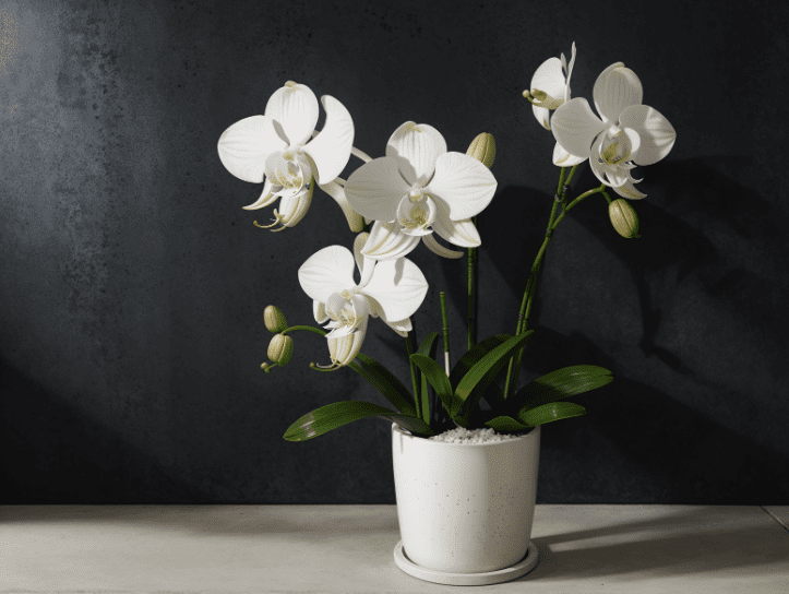 Orchid Potting Mix Orchid Potting Mix