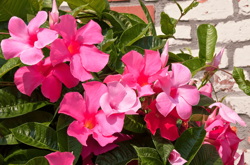 Mandevilla Plant Winter Care A healthy blooming Mandevilla vine in a pot being prepared for winter