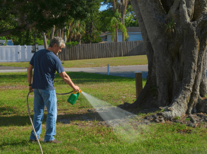 Spruce Weed Killer Application Applying Spruce Weed Killer to a healthy green lawn to eliminate broadleaf weeds.