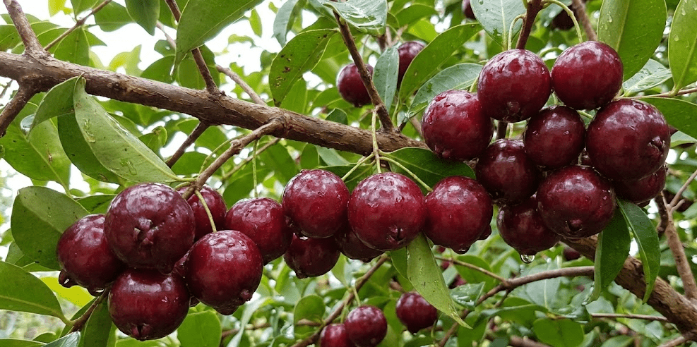 Dark red, ripe Brazilian cherries hanging from a branch Dark red, ripe Brazilian cherries hanging from a branch