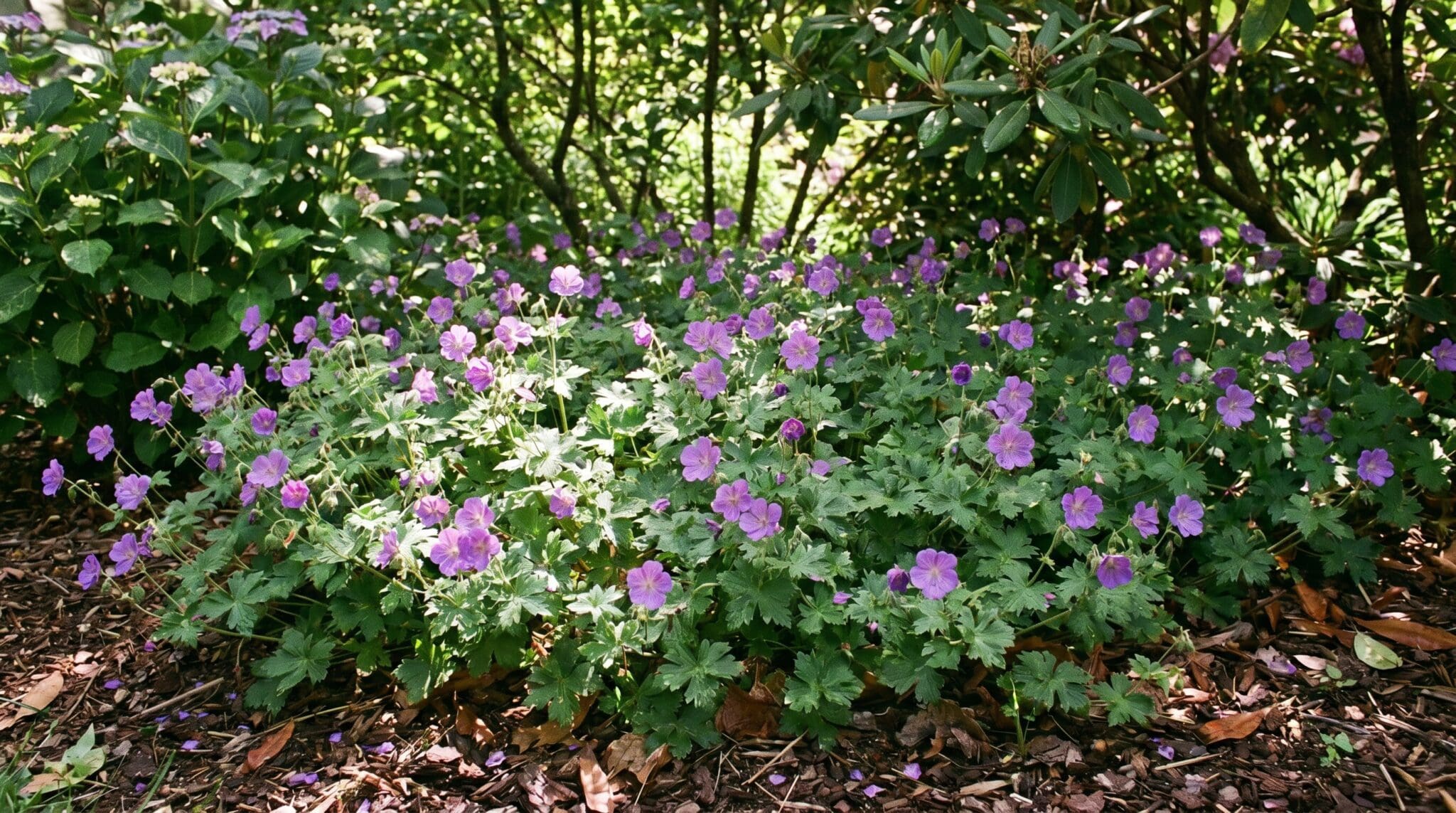 Hardy Geranium Ground Cover: Best Creeping Cranesbill Varieties