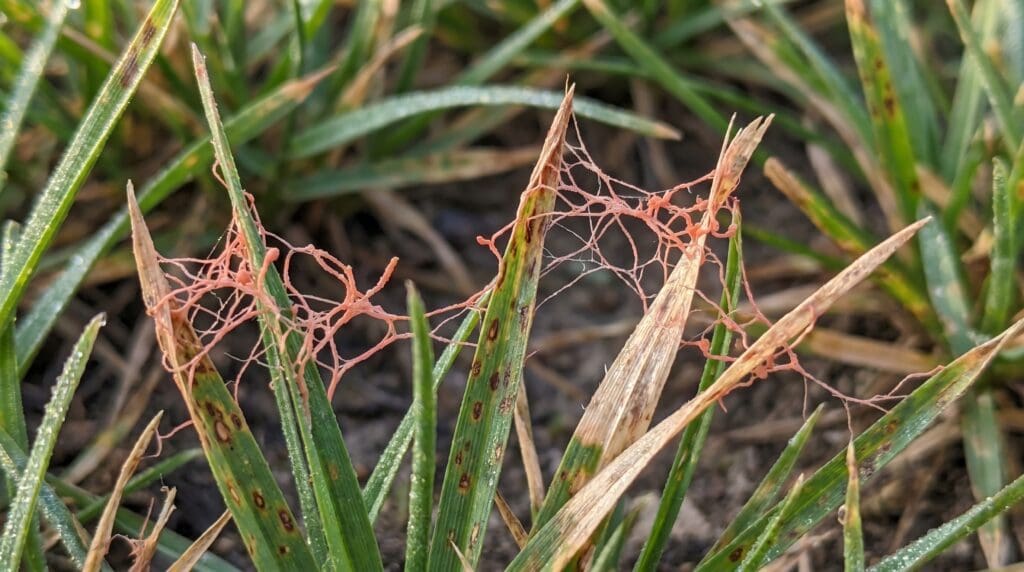 Close-up of red thread fungus on grass blades in a lawn