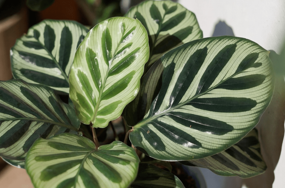 Calathea Beauty Star Calathea Beauty Star