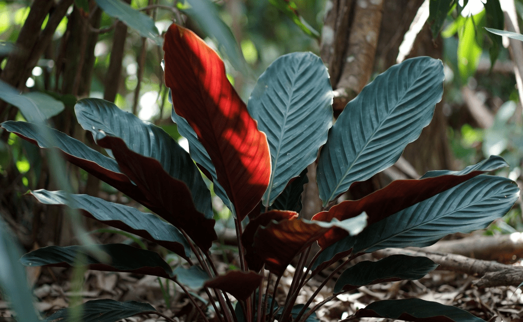 Calathea Crocata Calathea Crocata