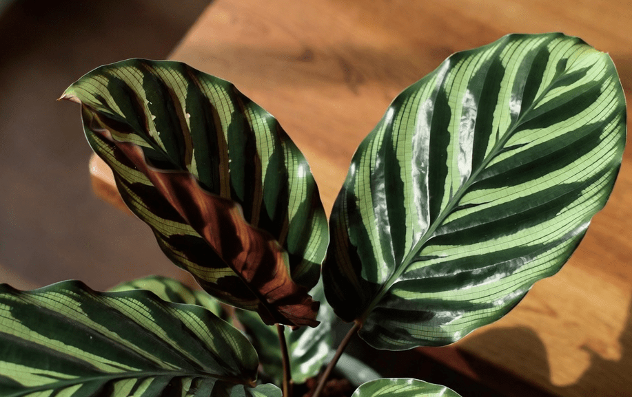 Calathea Freddie Calathea Freddie
