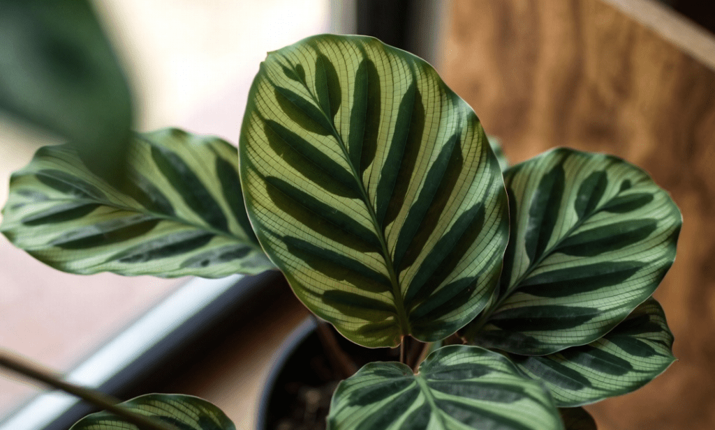 Calathea Makoyana Calathea Makoyana