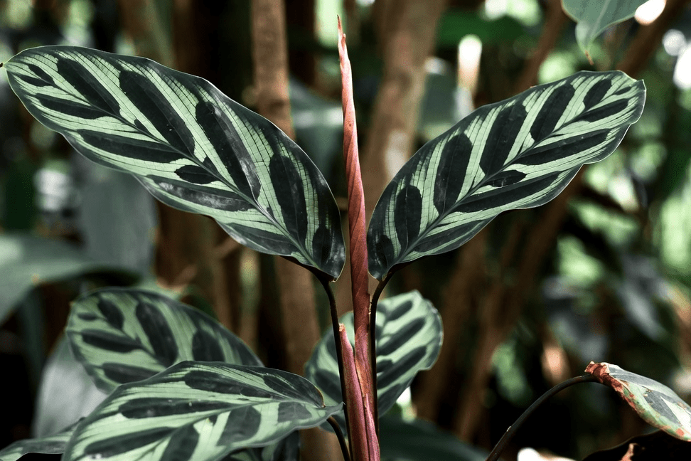 Calathea Musaica Calathea Musaica