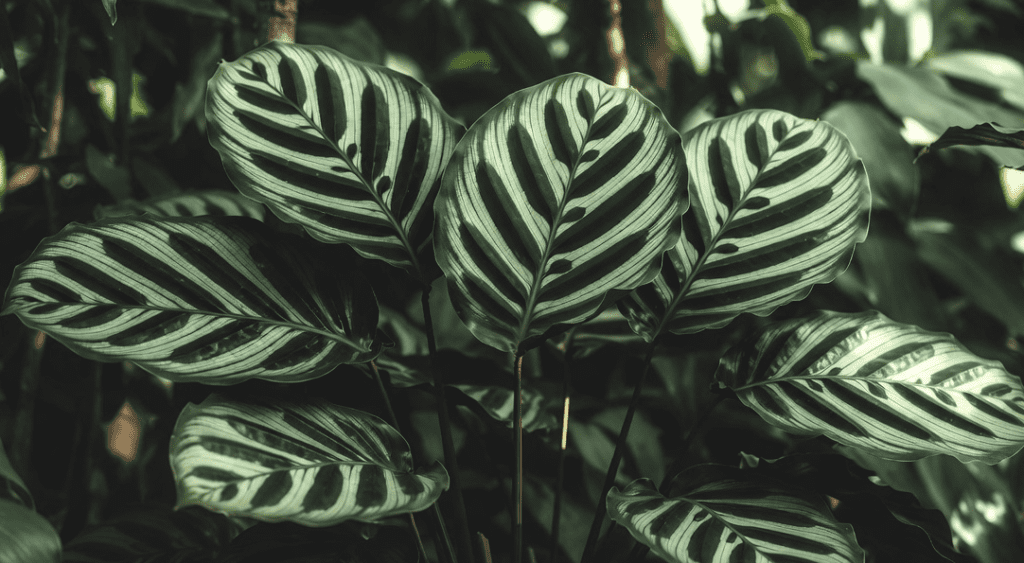 Calathea Orbifolia Calathea Orbifolia