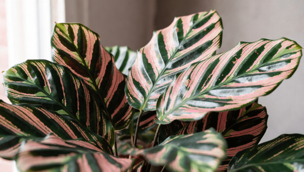 Calathea Roseopicta Calathea Roseopicta
