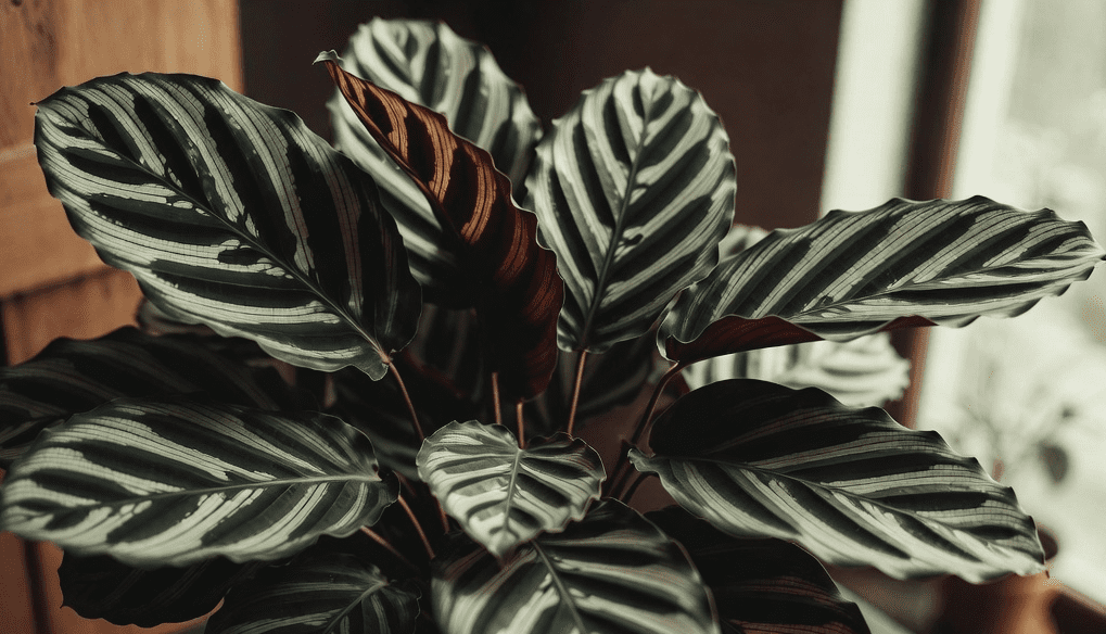 Calathea Rufibarba Calathea Rufibarba