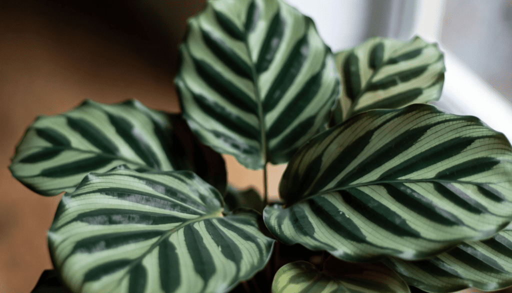 Calathea Veitchiana Calathea Veitchiana