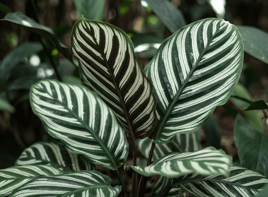Calathea White Fusion Calathea White Fusion