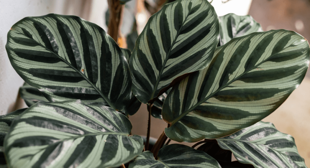 Calathea Zebrina Calathea Zebrina