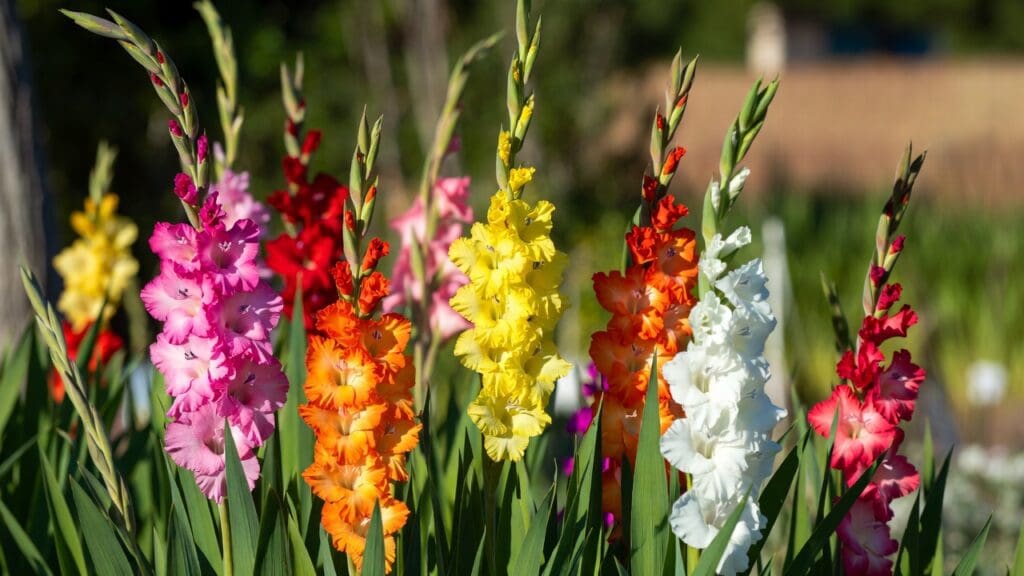 Tall pink, red, and white gladiolus flowers blooming in a sunny backyard garden Tall pink, red, and white gladiolus flowers blooming in a sunny backyard garden