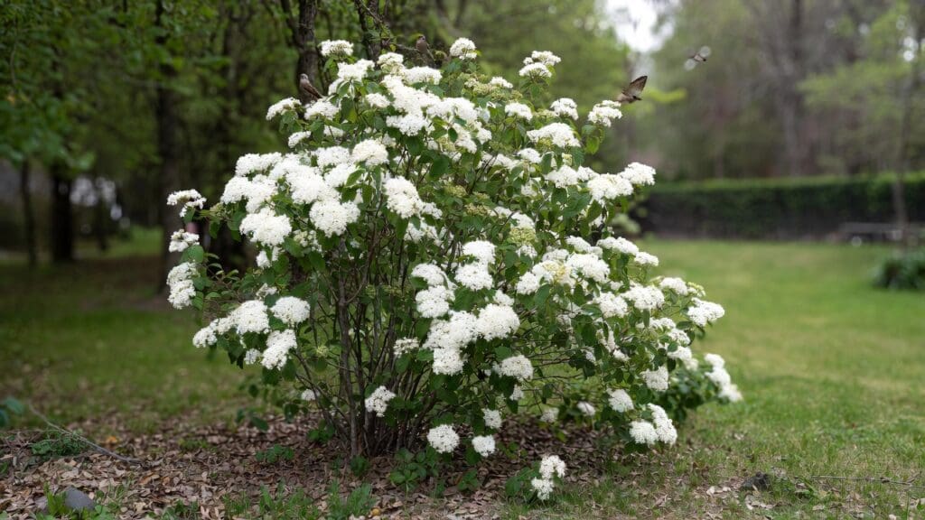 Arrowwood viburnum shrub with white flowers and green foliage in a native garden