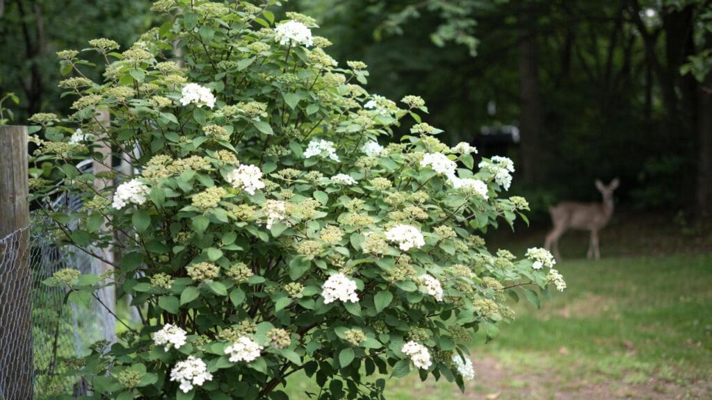 Viburnum shrub in a garden protected from deer browsing