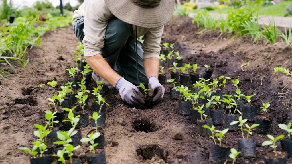 Gardener planting ground cover plugs in prepared soil with staggered spacing Gardener planting ground cover plugs in prepared soil with staggered spacing