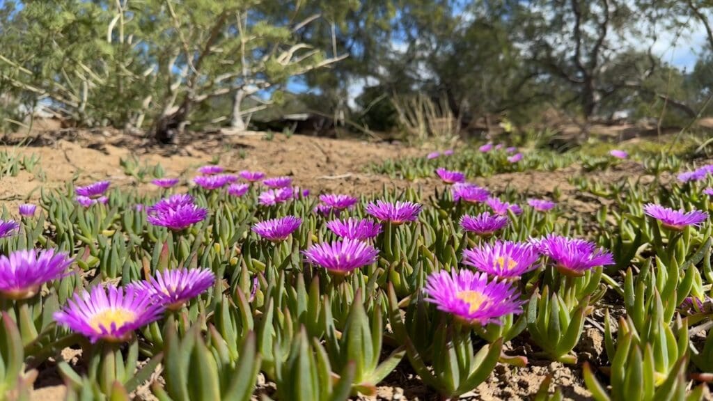 Purple ice plant ground cover blooming with bright daisy-like flowers in a sunny dry garden Purple ice plant ground cover blooming with bright daisy-like flowers in a sunny dry garden