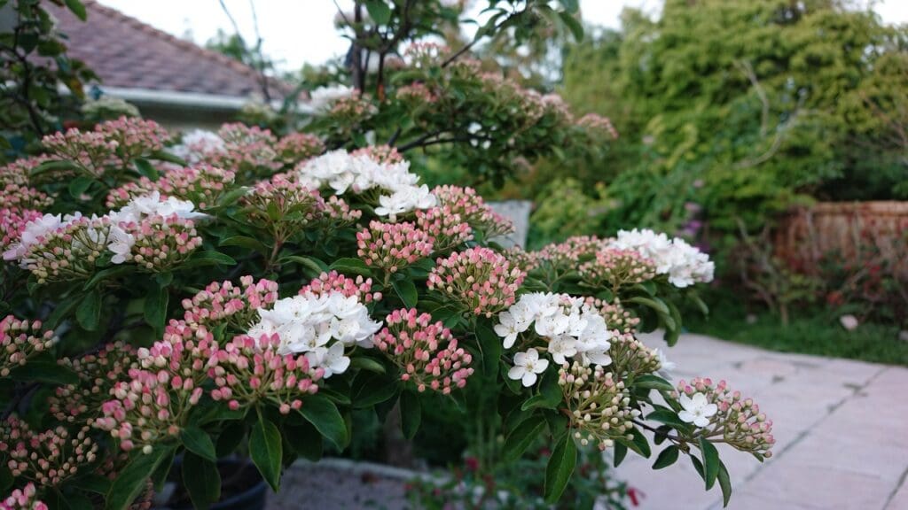 Korean spice viburnum shrub with fragrant pink and white spring flowers Korean spice viburnum shrub with fragrant pink and white spring flowers