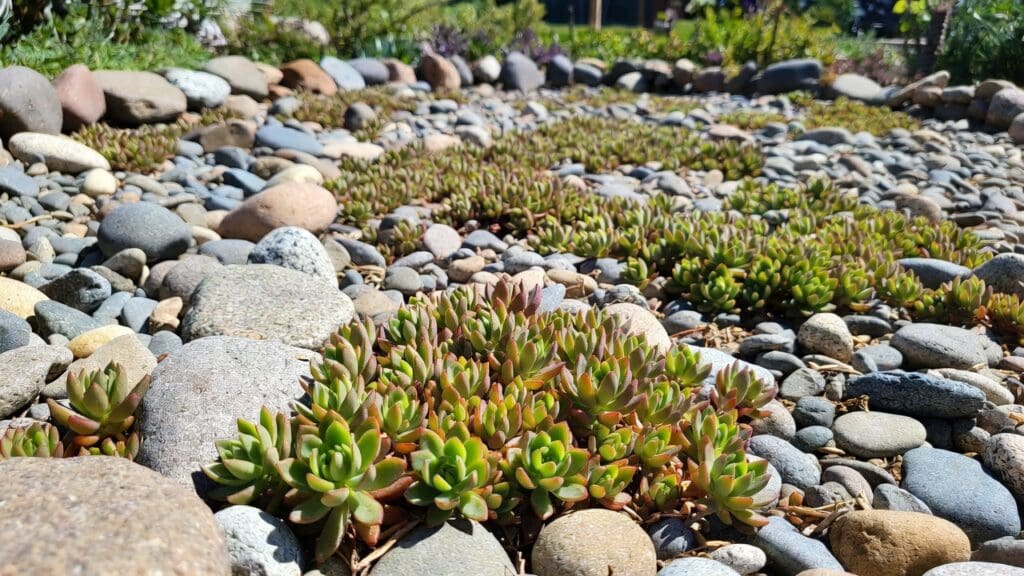 Low-growing sedum ground cover plants spreading between rocks in a sunny dry garden bed Low-growing sedum ground cover plants spreading between rocks in a sunny dry garden bed