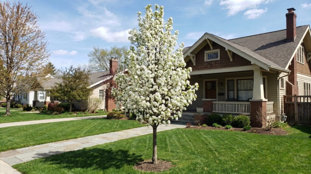 Front yard of a suburban home with a flowering white-blossom tree in the center, green lawn and a brick/siding house in the background. Front yard of a suburban home with a flowering white-blossom tree in the center, green lawn and a brick/siding house in the background.