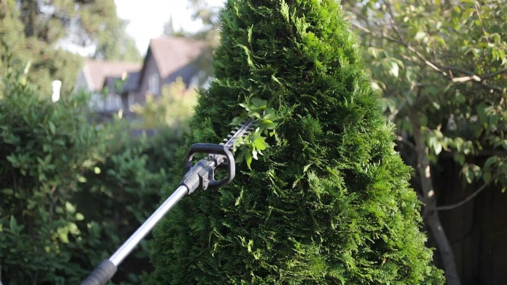 Cordless pole hedge trimmer cutting the top of a tall backyard privacy hedge from ground level Cordless pole hedge trimmer cutting the top of a tall backyard privacy hedge from ground level