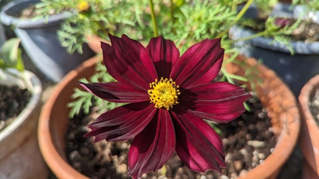 Chocolate cosmos flower with dark burgundy petals growing in a sunny container garden Chocolate cosmos flower with dark burgundy petals growing in a sunny container garden