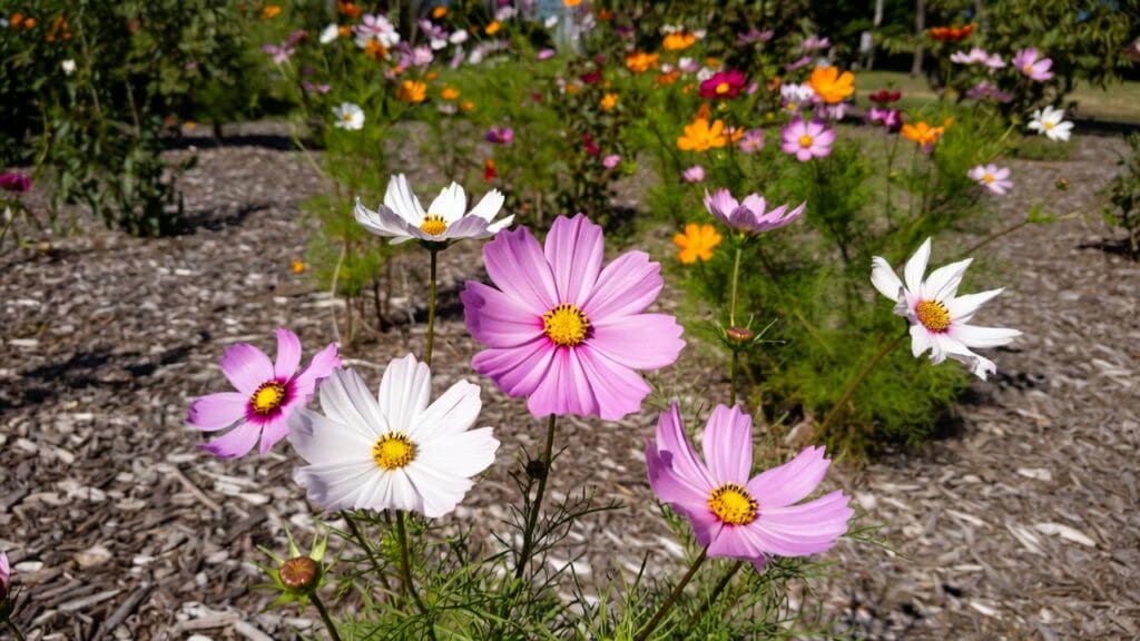 Cosmos flower seeds with pink, white, and orange cosmos flowers blooming in a sunny garden bed Cosmos flower seeds with pink, white, and orange cosmos flowers blooming in a sunny garden bed