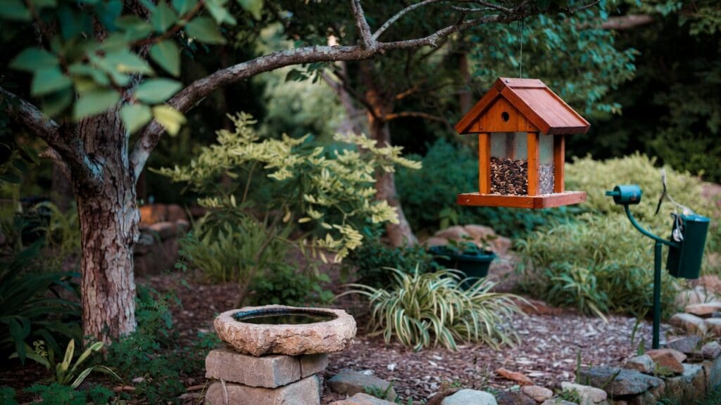 Backyard bird feeder, bird bath, native plants, and shrubs arranged to attract birds safely Backyard bird feeder, bird bath, native plants, and shrubs arranged to attract birds safely